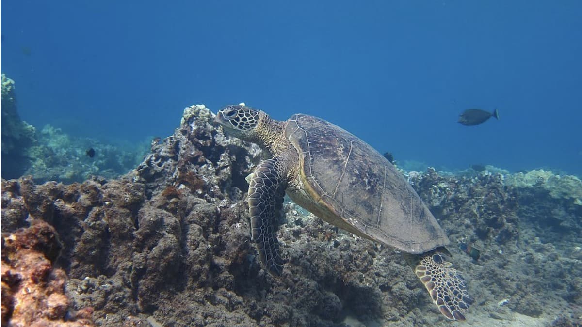 Kahekili Beach photo 3