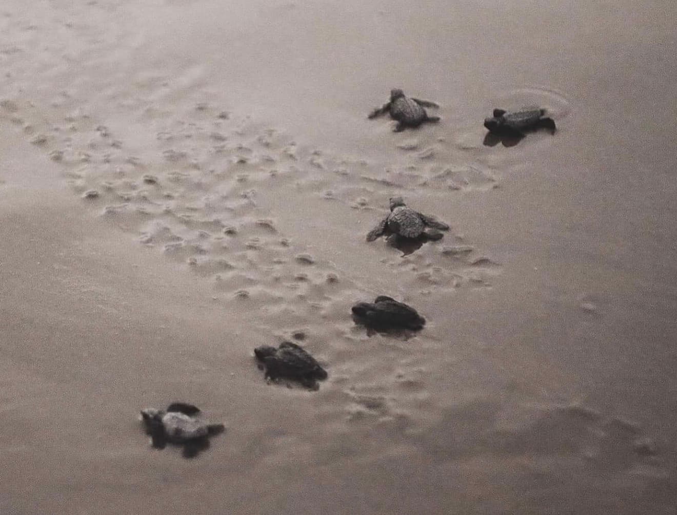 Playa La Flor photo 2