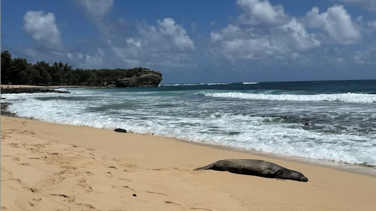 Shipwreck Beach photo 2