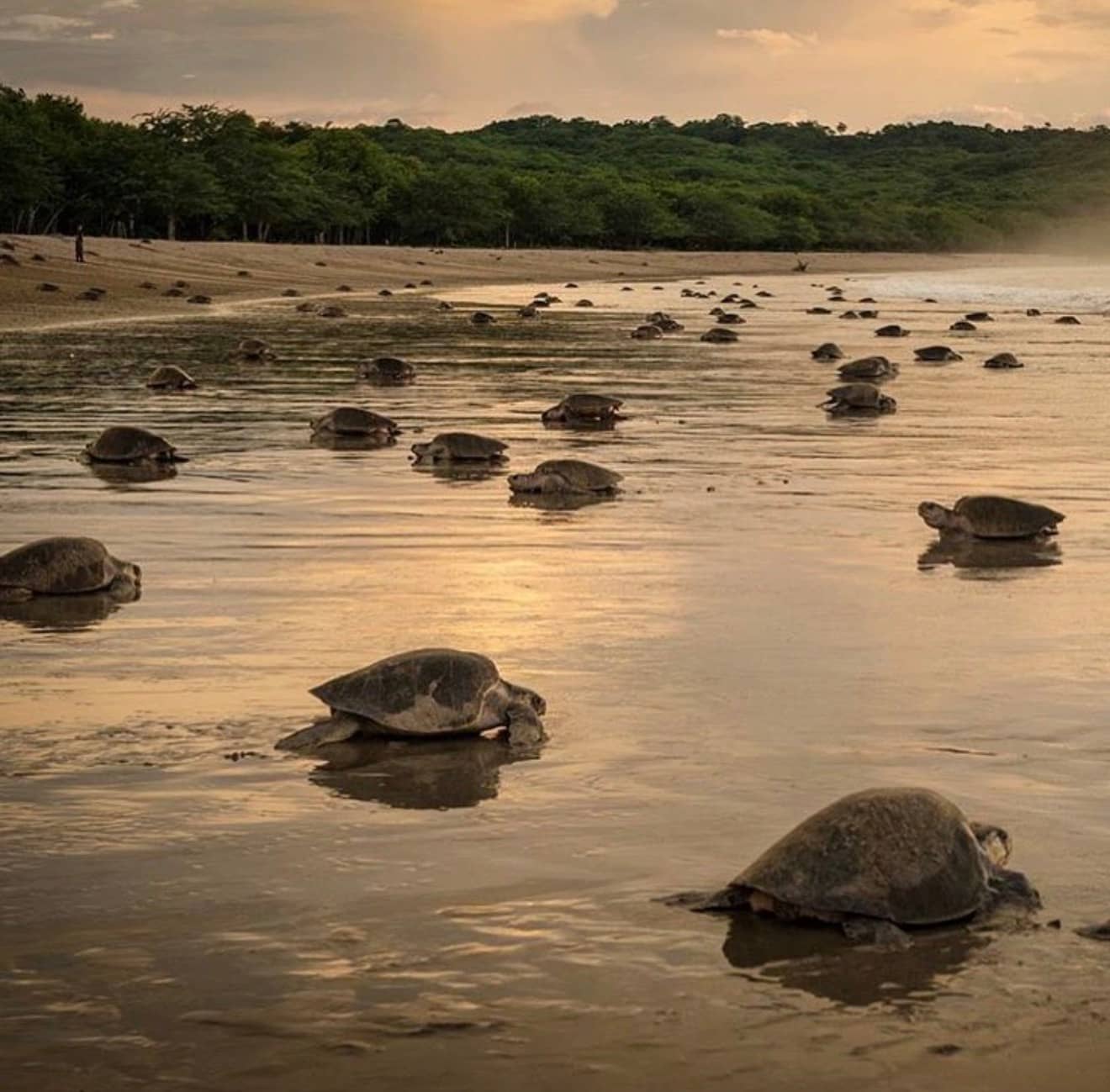 Dozens of olive ridley sea turtles returning to the Pacific at dawn on Playa La Flor with dry tropical forest in the background