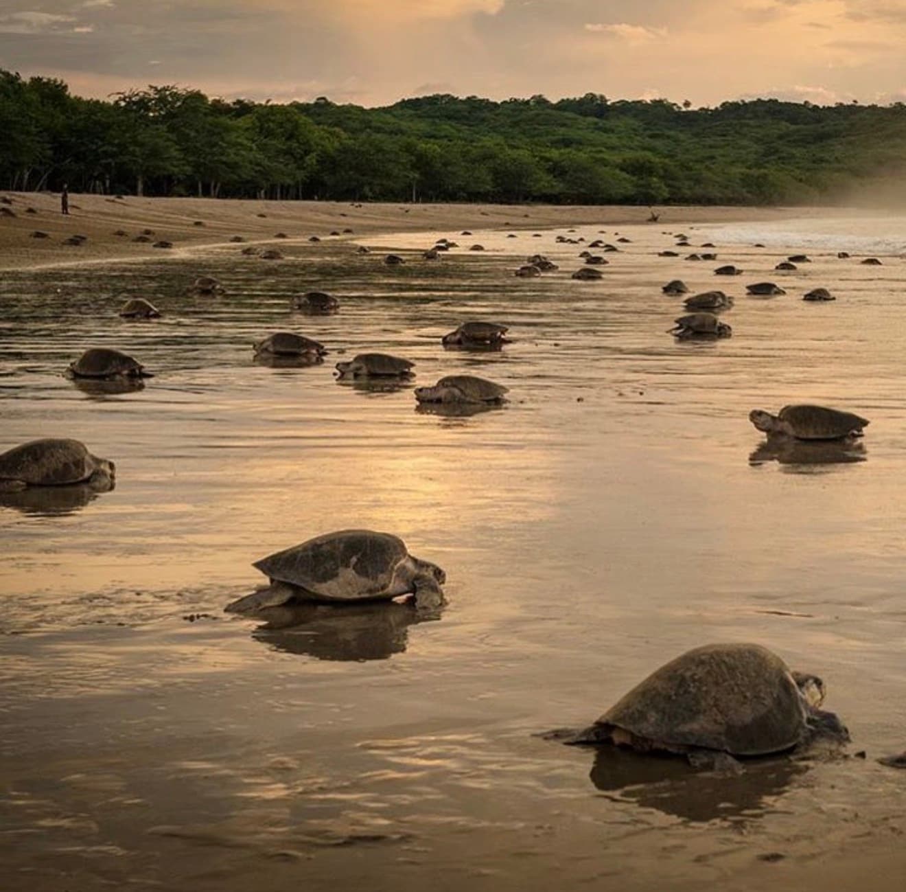 Dozens of olive ridley sea turtles returning to the Pacific at dawn on Playa La Flor with dry tropical forest in the background