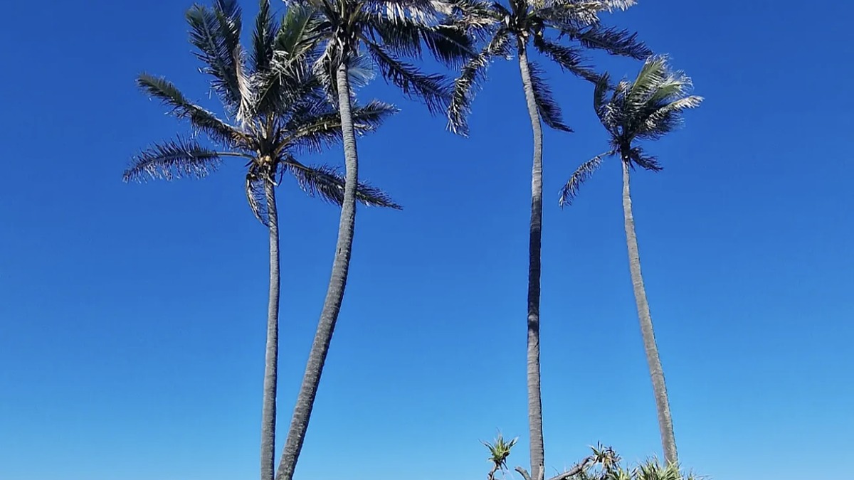A palm-lined sandy path down to the beach at Main Beach on the Gold Coast
