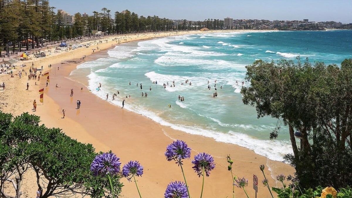 Manly Beach in Sydney, a long golden surf beach lined with Norfolk Island pines and backed by the beach town, busy with swimmers in the turquoise water