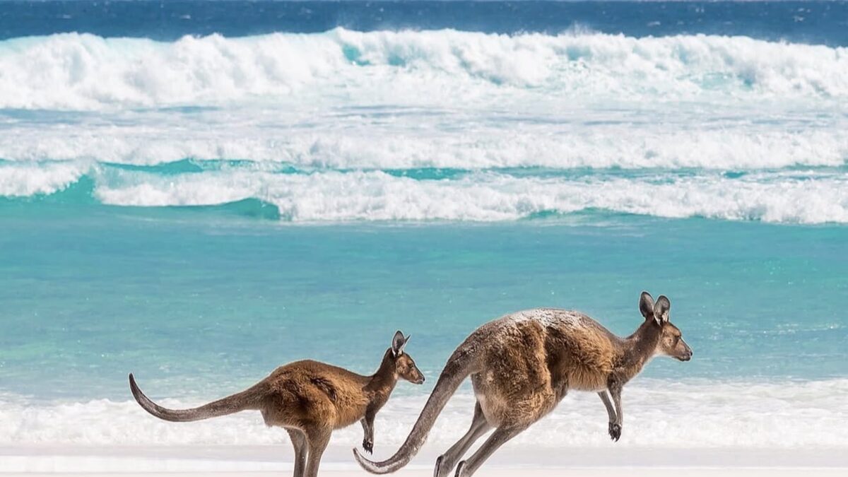 Two kangaroos bounding across the white sand at Lucky Bay with turquoise surf breaking behind, Cape Le Grand National Park