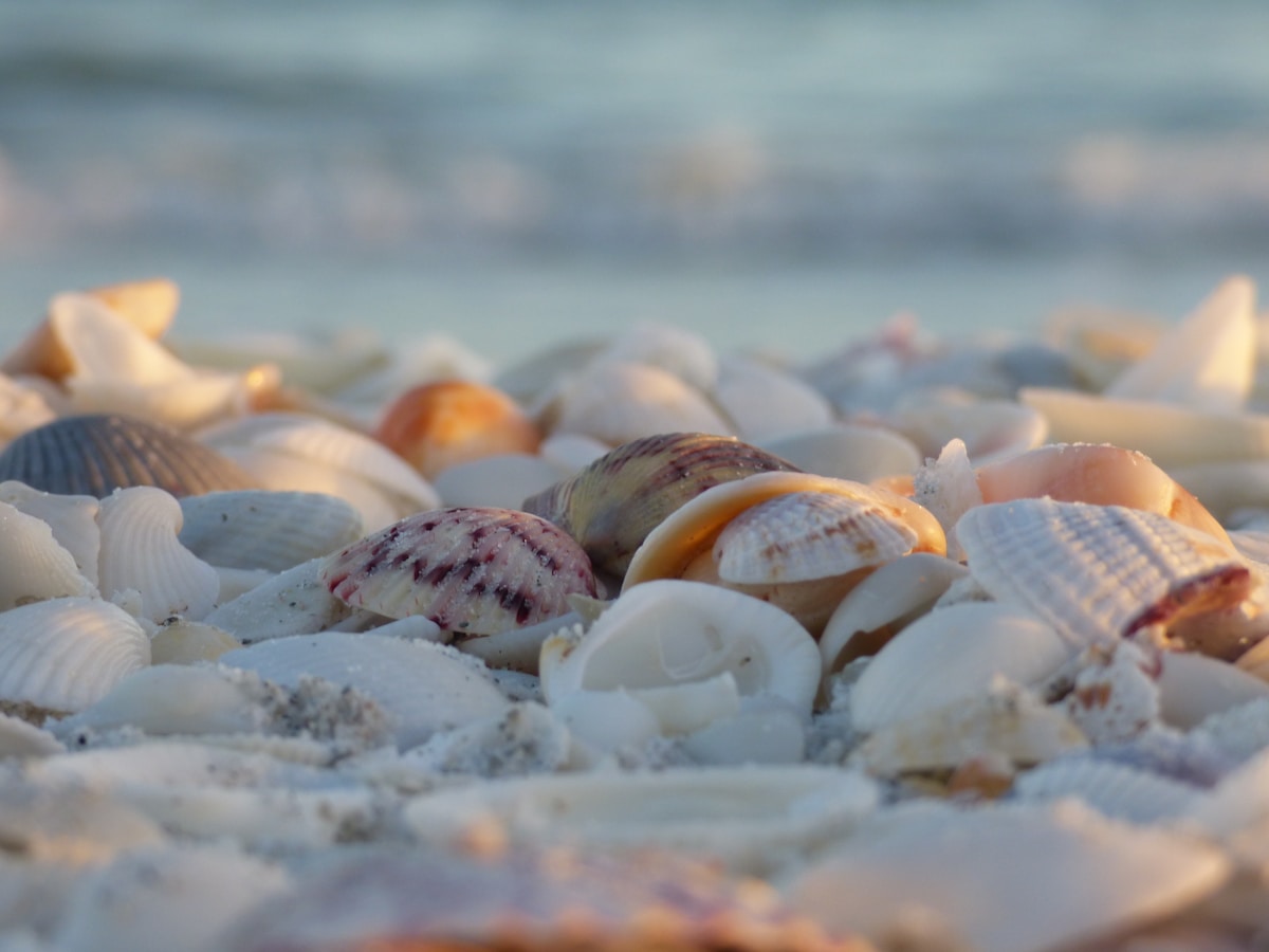 Shells piled up on the shore at Sanibel Island Florida